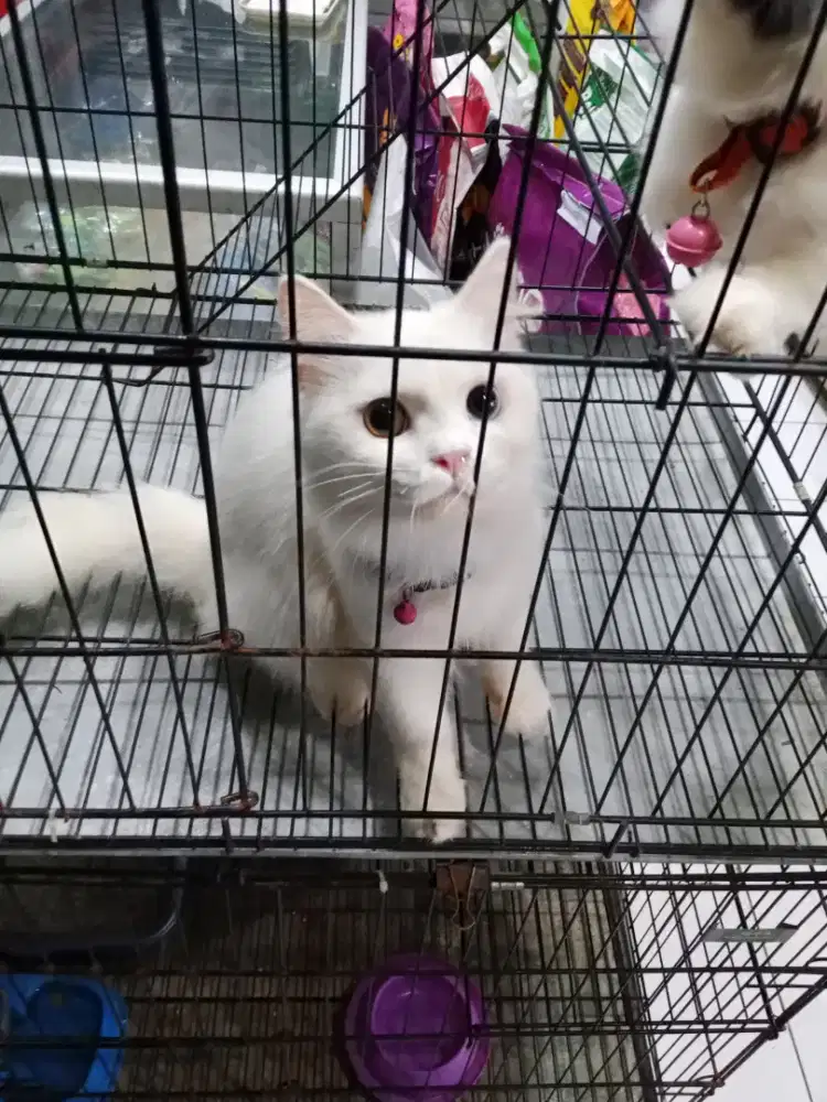 Kucing Persia Bagus Murah