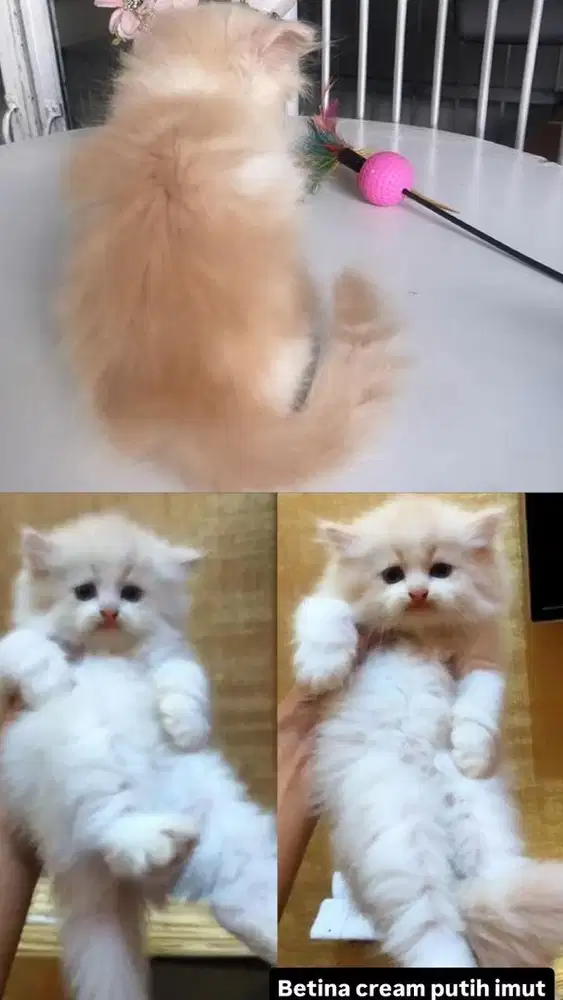 Kitten persia cream putih bicolour