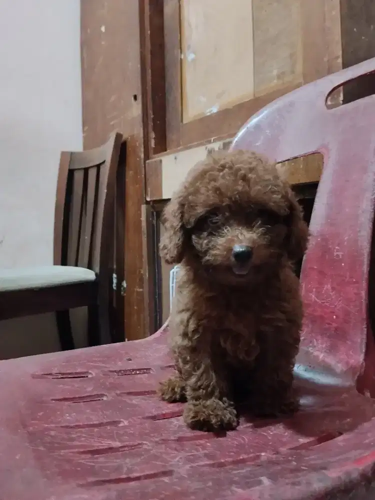 Anak Poodle Betina
