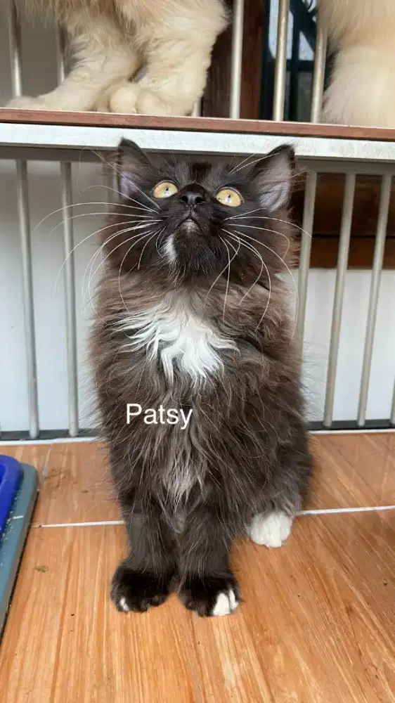 Open adopsi anak kucing persia gembul sehat lincah kota bandung