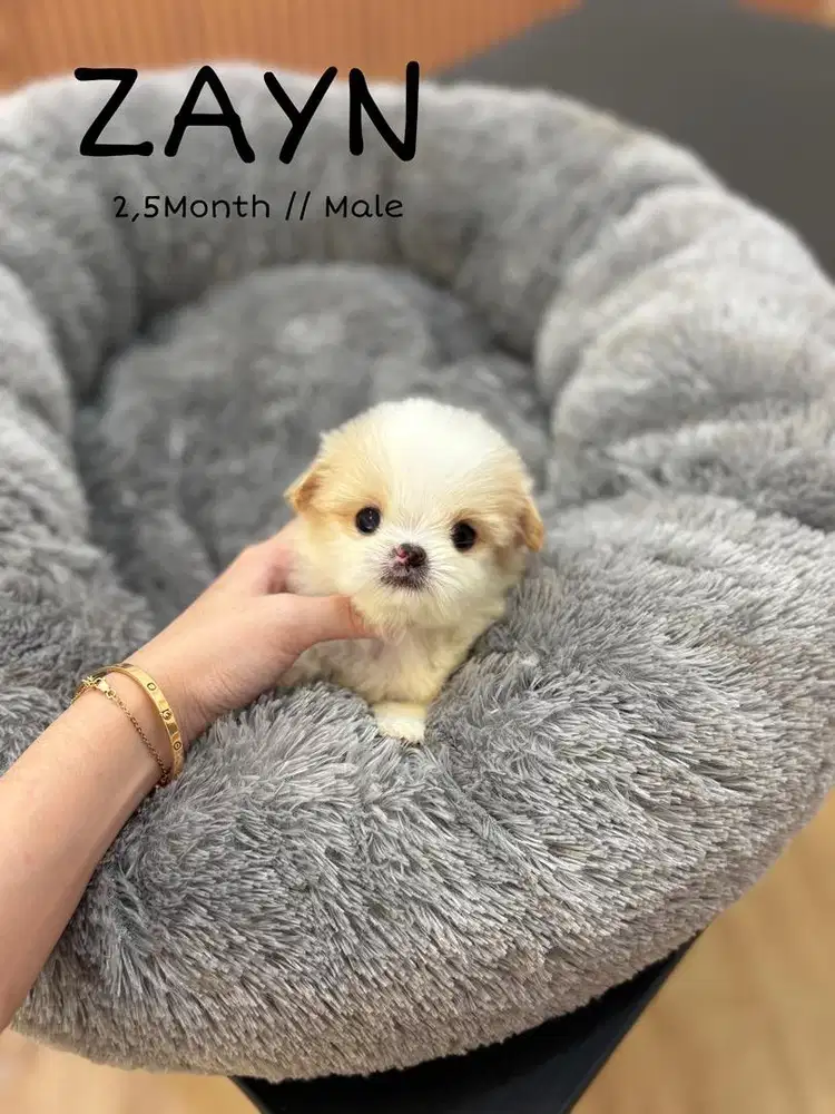 Maltipoo teacup maltese poodle anjing murah lucu pudel maltepo shihtzu