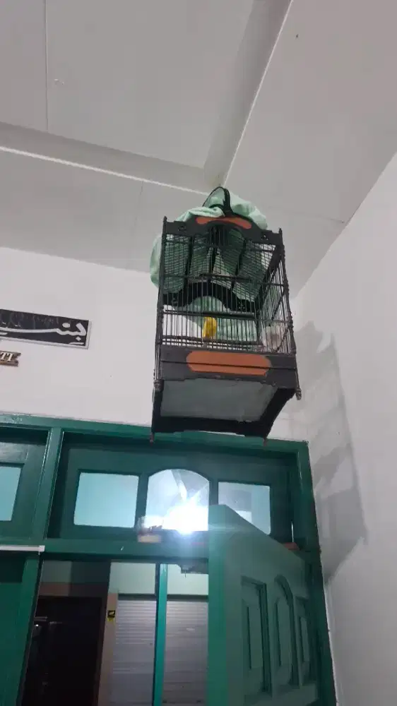 Kenari AFS Kuning Cerah Lot