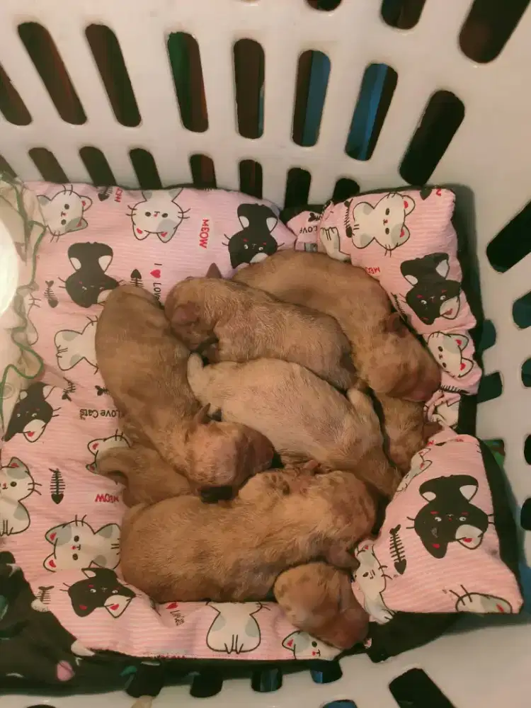 Puppy Golden Retriever Big Bone Male ( PO ) Akhir november Ready