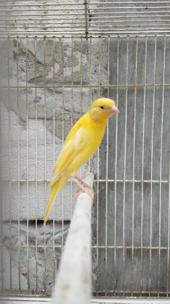 Burung kenari f1sf anak jantan