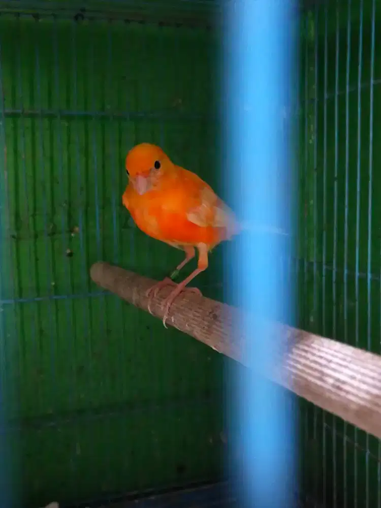 Burung kenari merlok remaja jantan