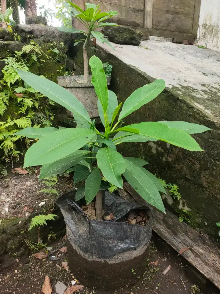 Pohon Kamboja Kuning