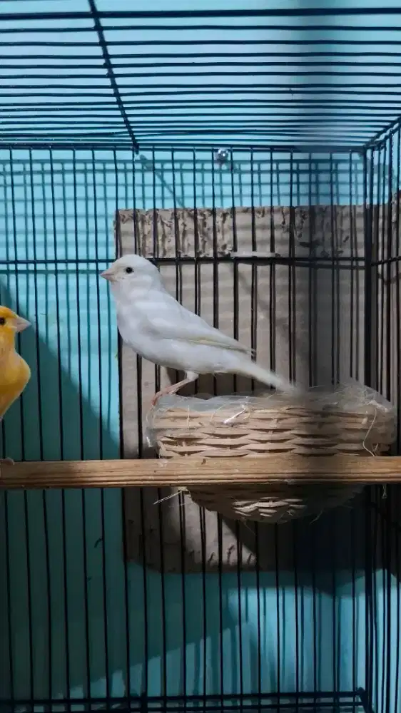 Kenari betina siapan AF Putih