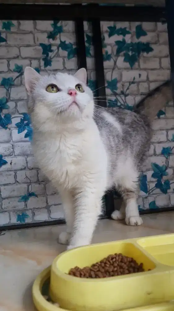 Kucing BSH Jantan Steril