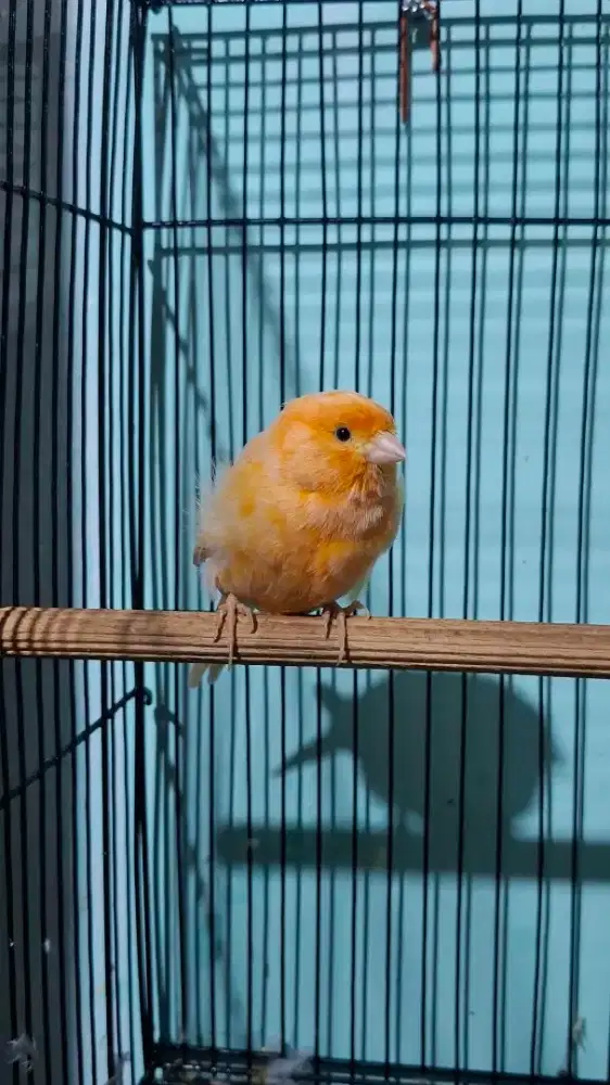 Kenari Betina Loper Orange