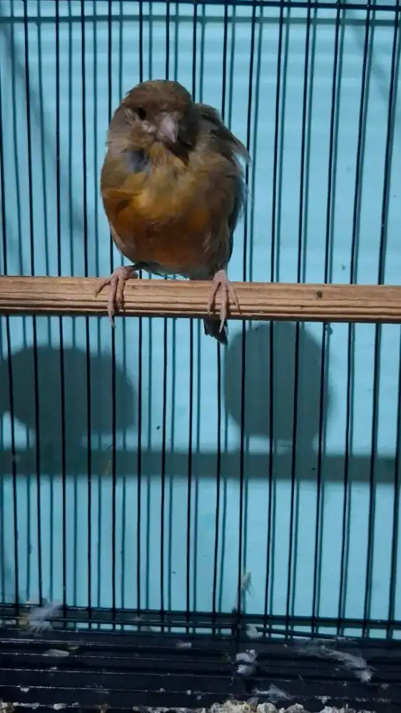 Kenari betina AF turunan BR