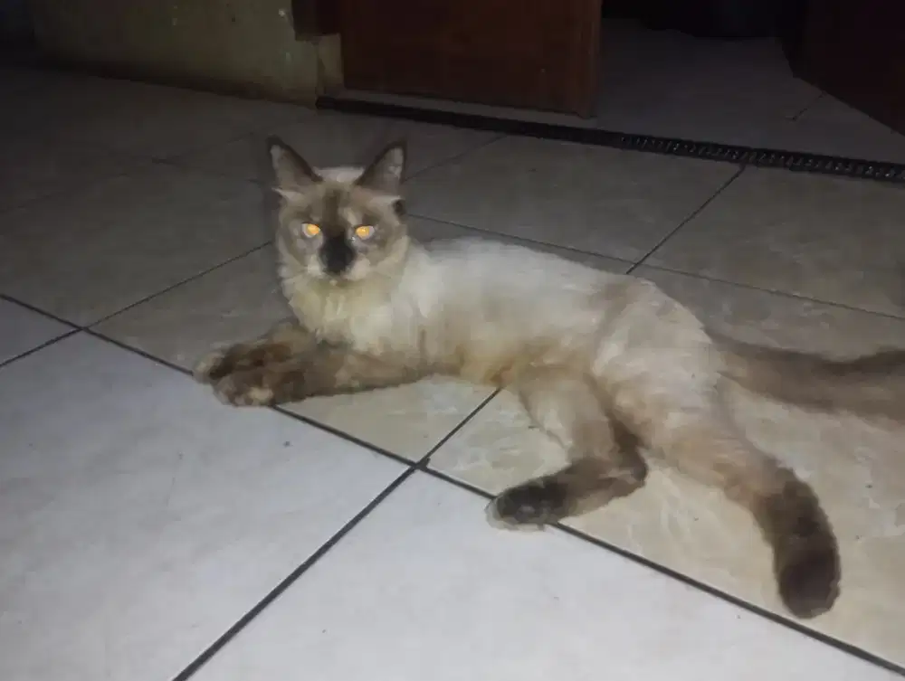 Open adopsi betina indukan.