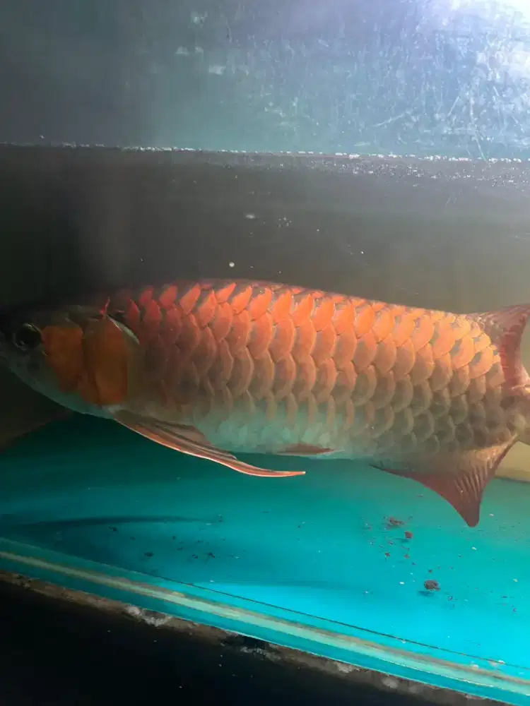 Ikan arwana seperti di foto