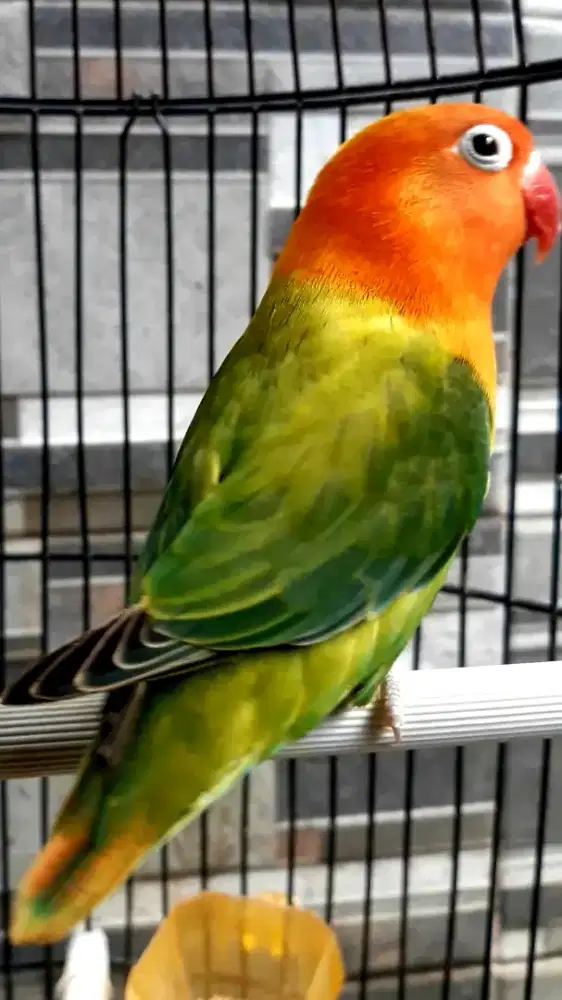 BURUNG LAKBET BIOLA GREEN BETINA GACOR NGEKEK