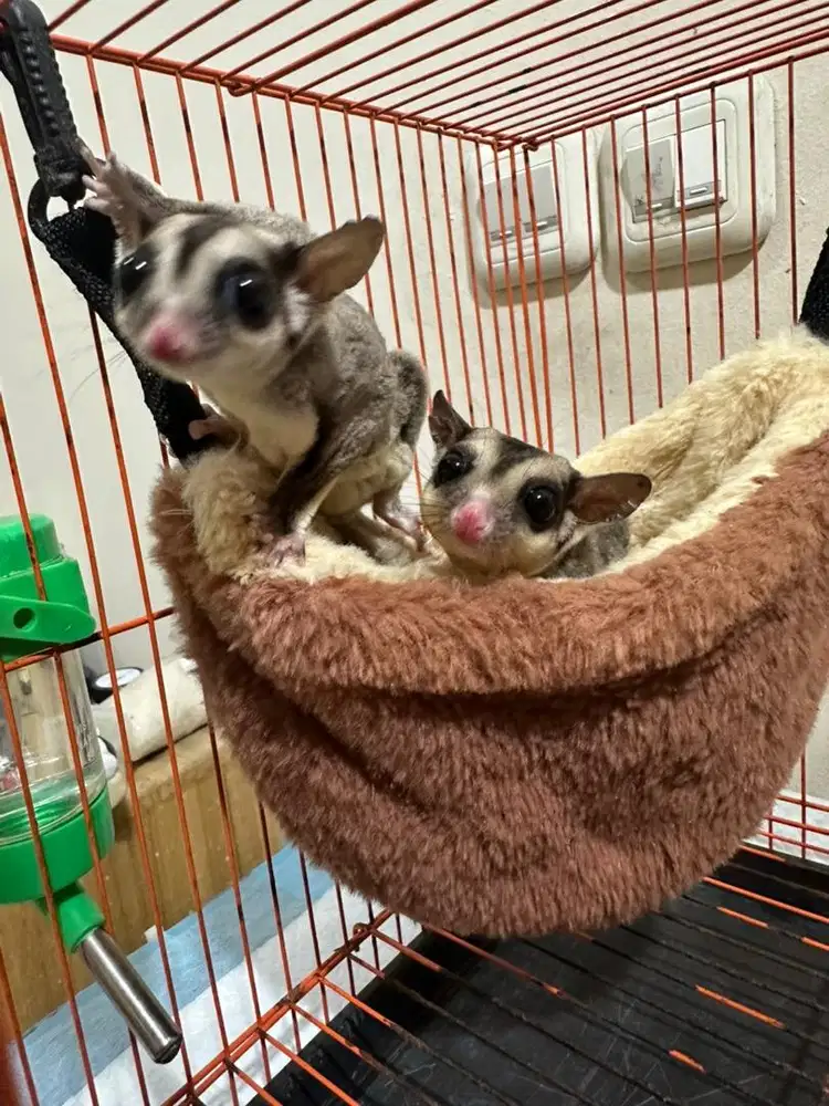 Sugar Glider indukan sepasang
