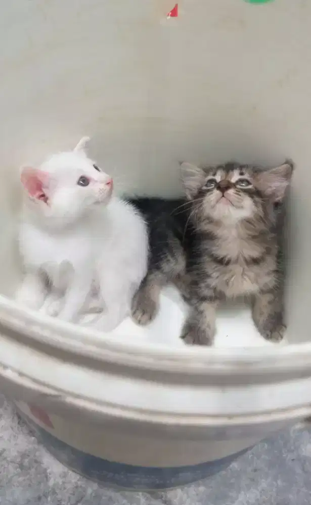 2 ekor kitten Persia tbi dan whitesolid Mix dpt bonus pakan dan pasir
