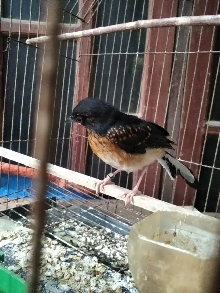 Anak burung murai batu
