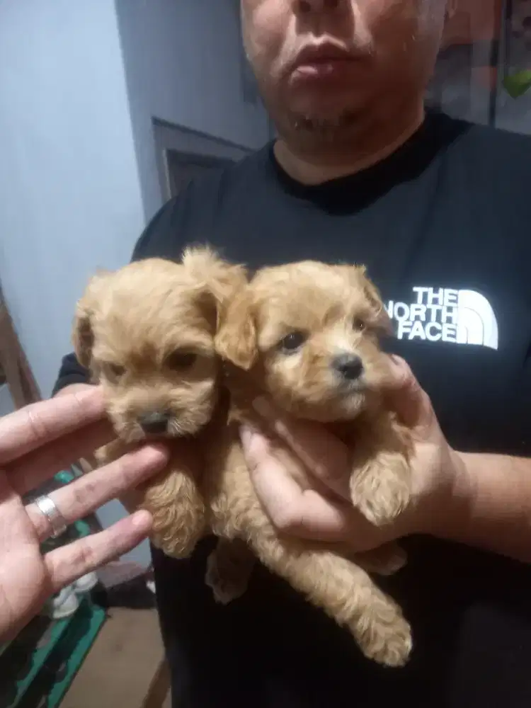 Maltipoo jantan ( Maltese x poodle)