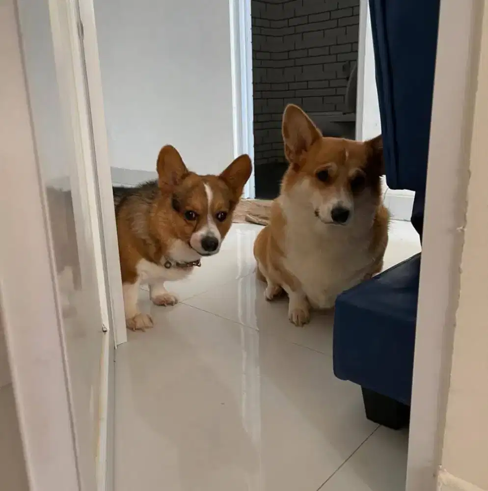 Jual  Corgi betina / jantan sepasang ( welsh corgi Pembroke )