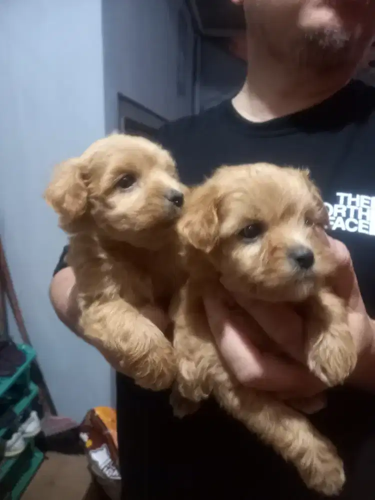 Maltipoo  jantan ( maltese x poodle )