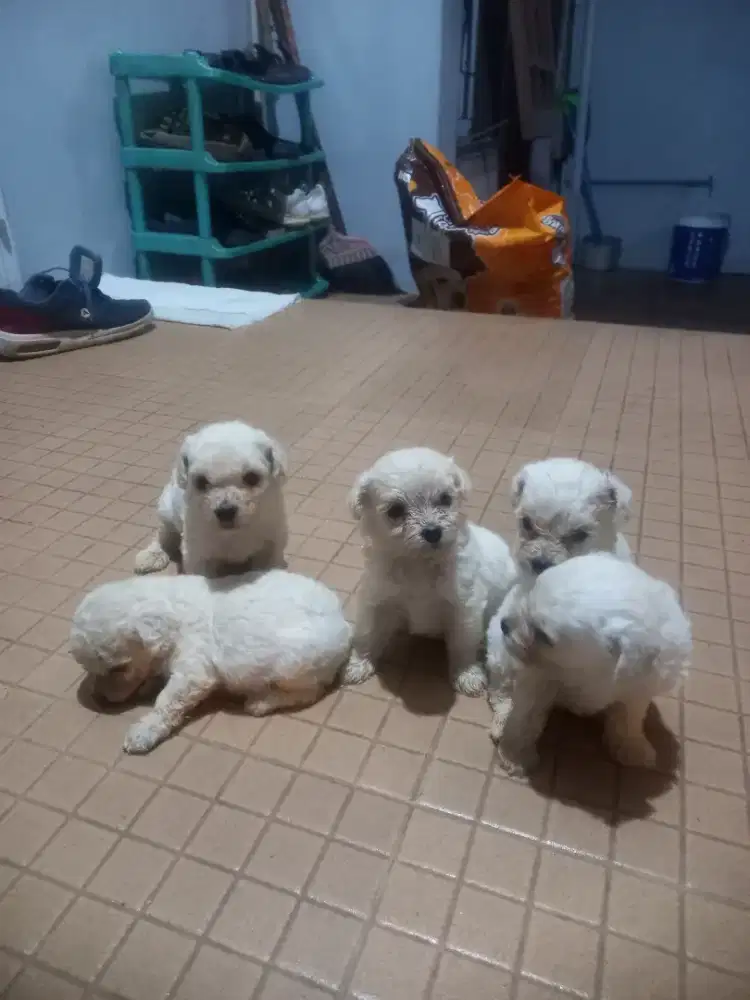 White toy poodle female dan male
