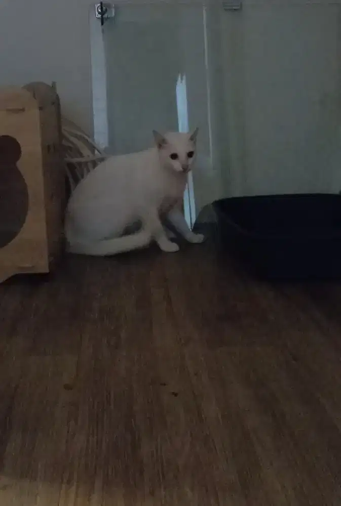 Kucing F1 KH odd eye betina