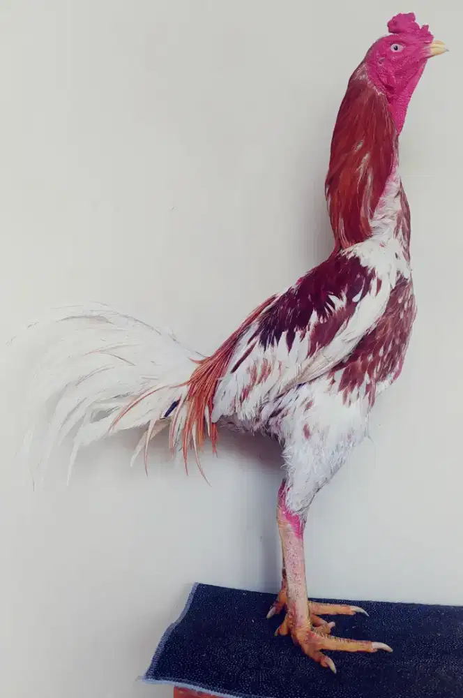 Ayam Bangkok ( Plucker )