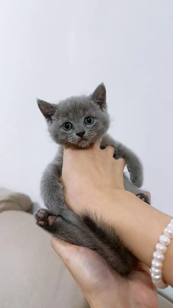 Bsh blue solid lucuuu