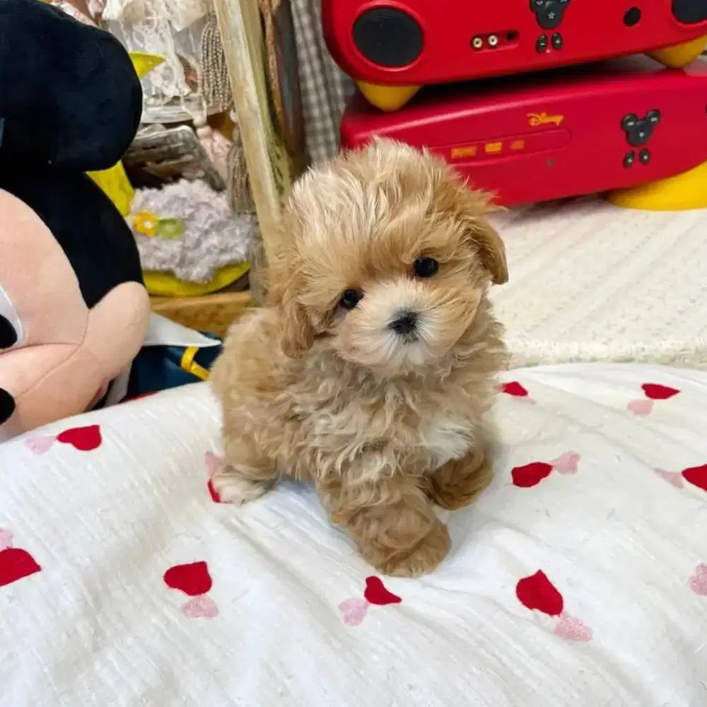 DIJUAL ANJING MALTESE MIX POODLE