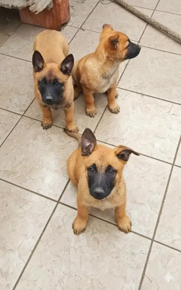 DIJUAL ANJING BELGIAN MALINOIS
