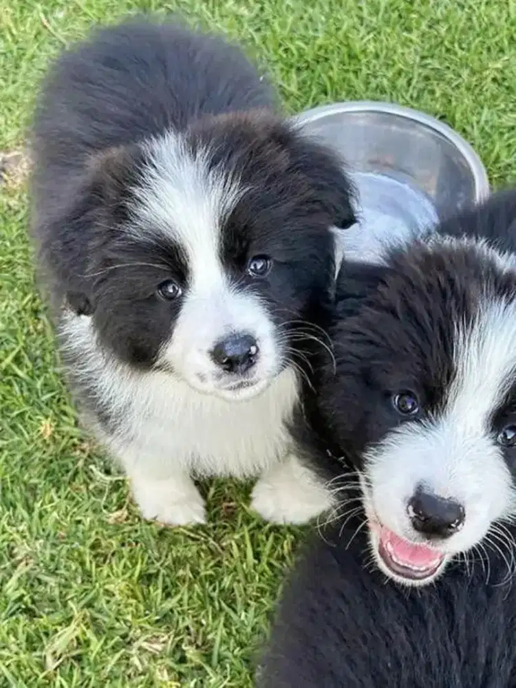 DIJUAL ANJING BORDER COLLIE