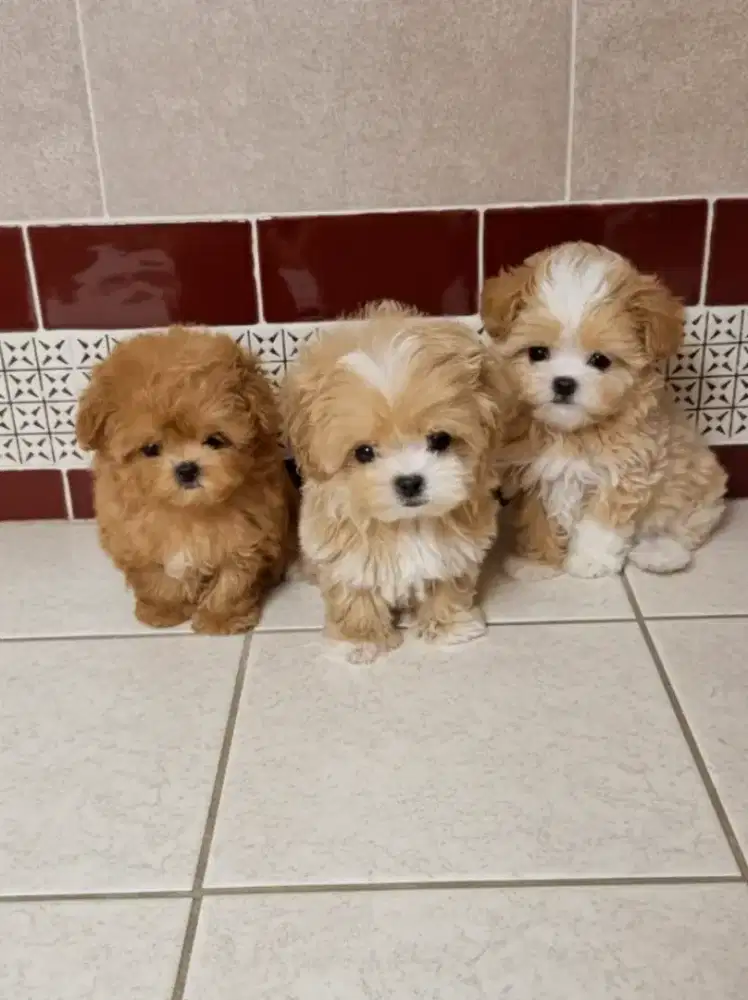 DIJUAL ANJING MALTIPO