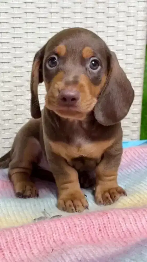 DIJUAL ANJING TEKEL DACHSHUND