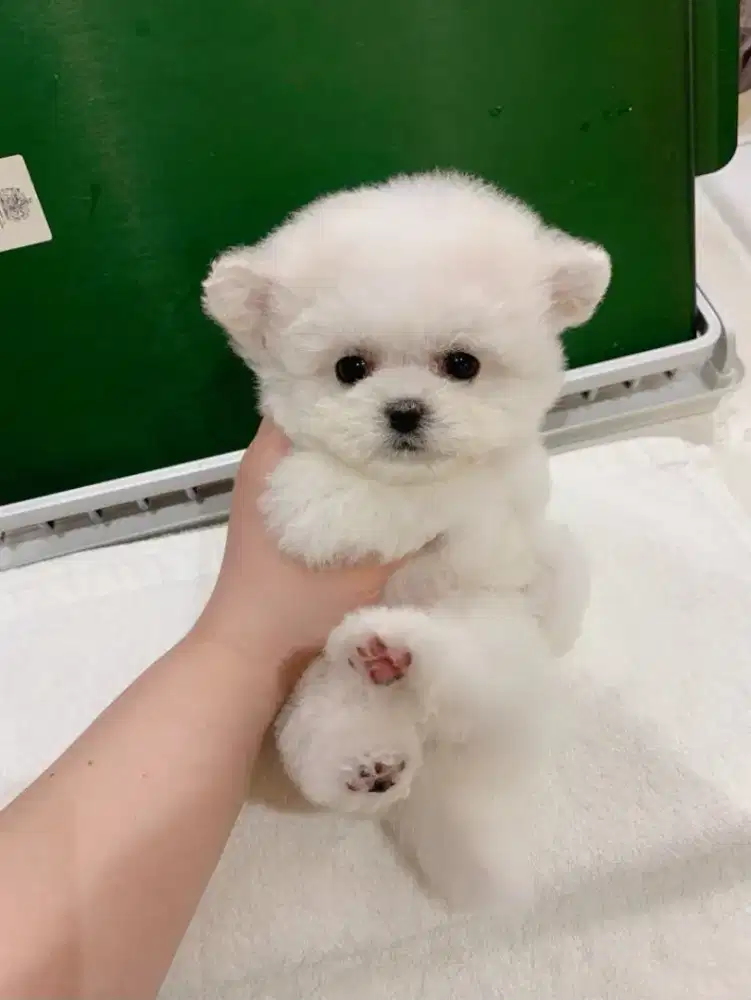 DIJUAL ANJING MALTESE MIX POM