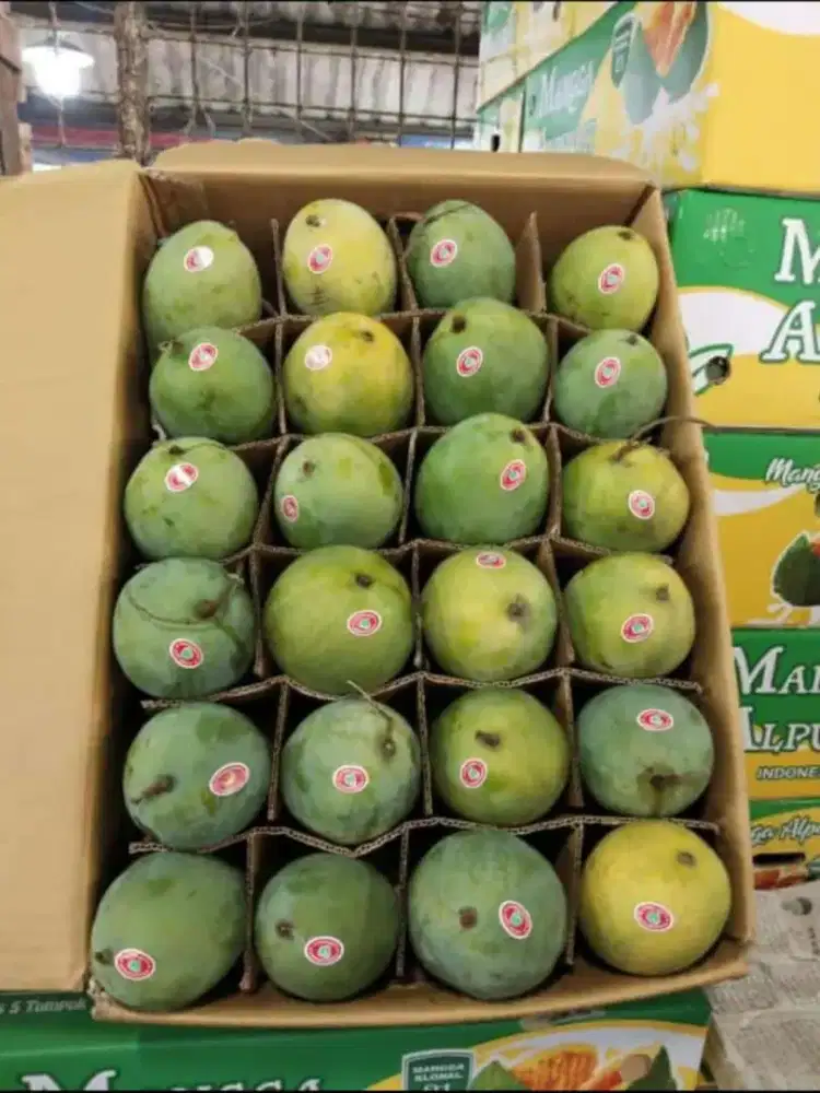 Jual mangga alpukat