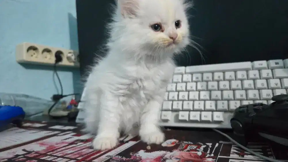Kitten persia jantan