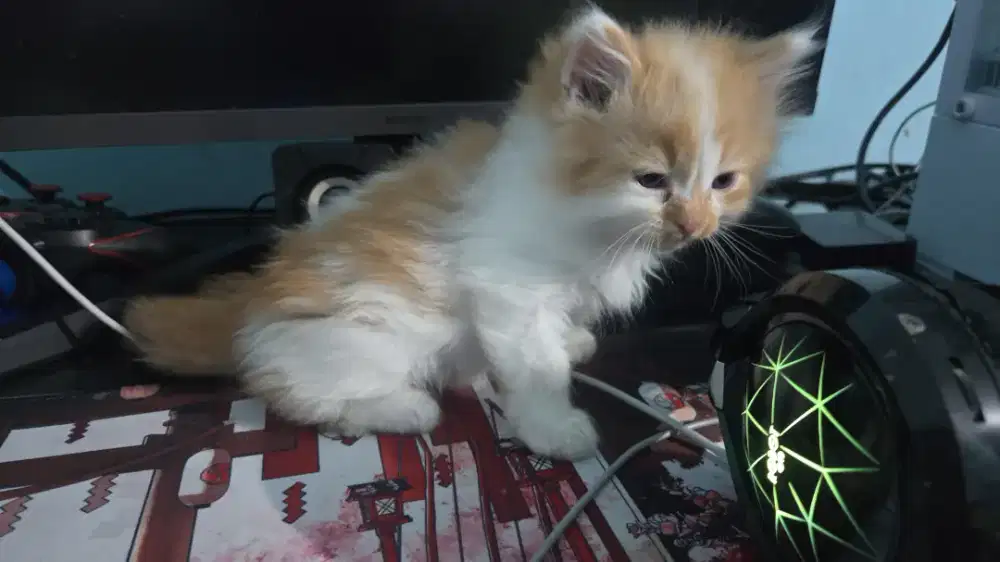 Kitten persia jantan