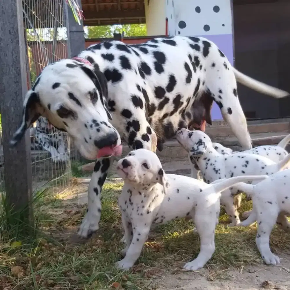 DIJUAL ANJING DALMATIAN