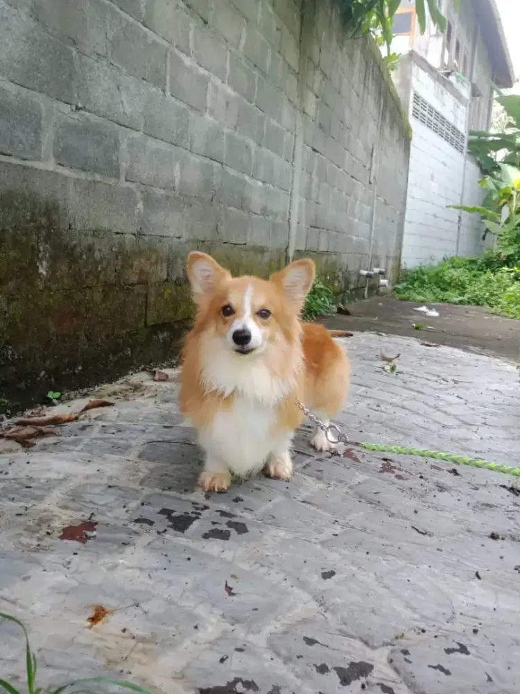 Pejantan pacak corgi longhair