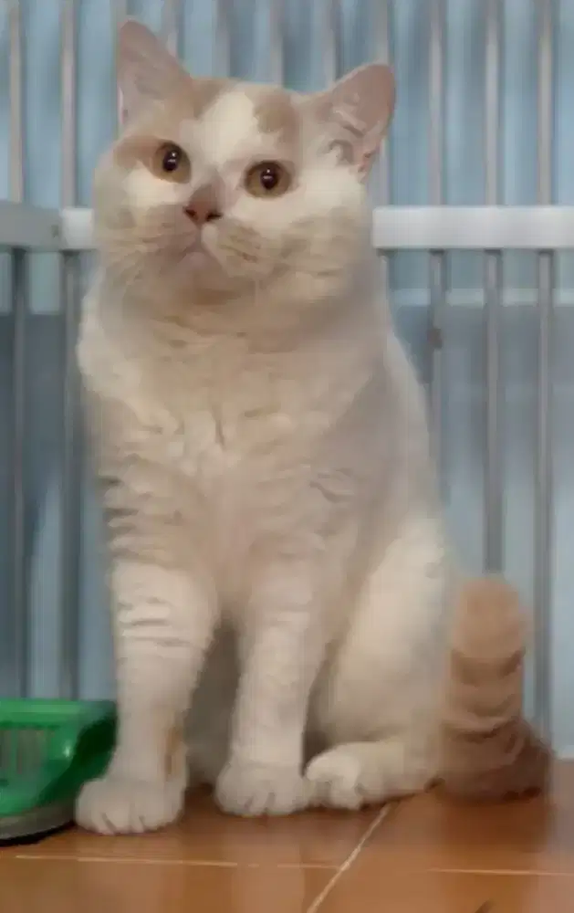 BSH Bico Fawn Line Import