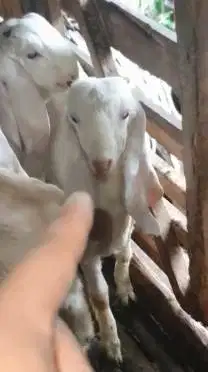2 pasang anakan kambing etawa senduro 2 jantan 2 betina 4-5 bln manteb