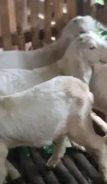 2 pasang anakan cempe kambing etawa senduro 2 jantan 2 betina 4-5 bln