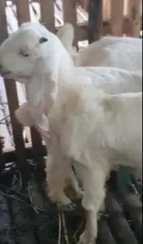 2 pasang anakan kambing etawa senduro 4-5 bln 2 jantan 2 betina super