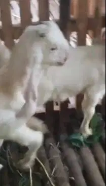 2 pasang anakan kambing etawa senduro 4-5 bln 2 jantan 2 betina super