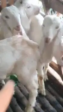 2 pasang anakan kambing etawa senduro 2 jantan 2 betina 4-5 bln manteb