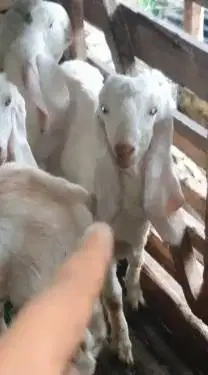 2 pasang anakan kambing etawa senduro 2 jantan 2 betina 4-5 bln super