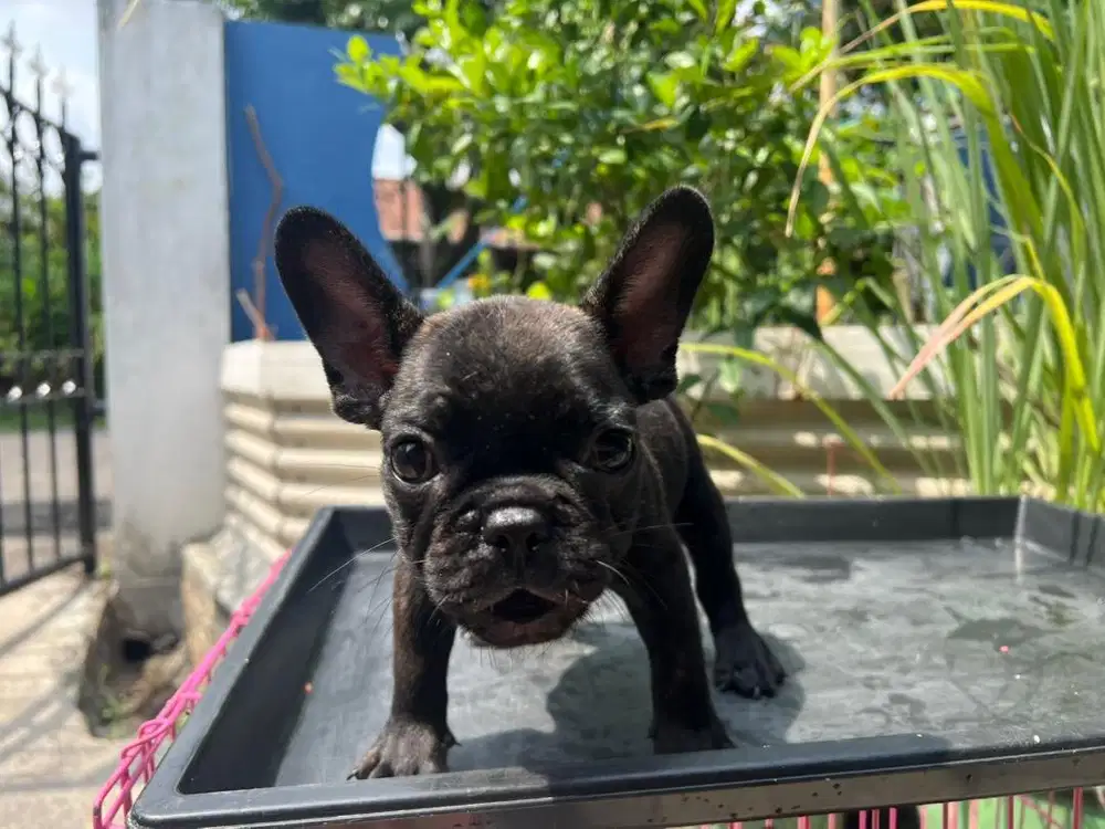Anjing French bulldog