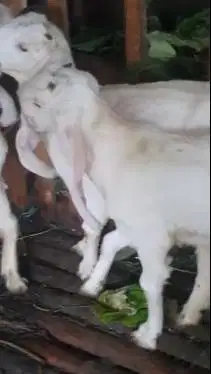 2 pasang anakan cempe kambing etawa senduro 4-5 bln 2jantan 2 betina