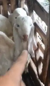 2 pasang anakan kambing etawa senduro 4-5 bln 2 jantan 2 betina super2