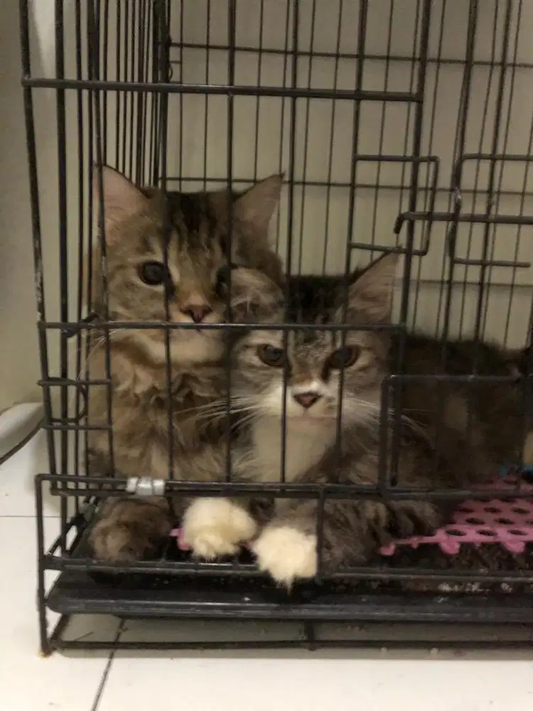 Persia adult jantan dan betina