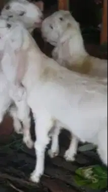 2 pasang anakan kambing etawa senduro 4-5 bln 2 jantan 2 betina super2